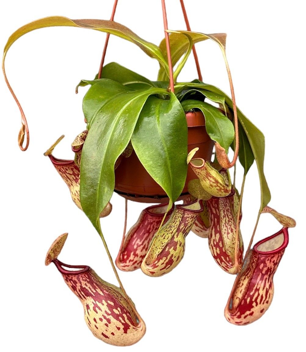 Nepenthes Monkey Jars Gaya, D 14