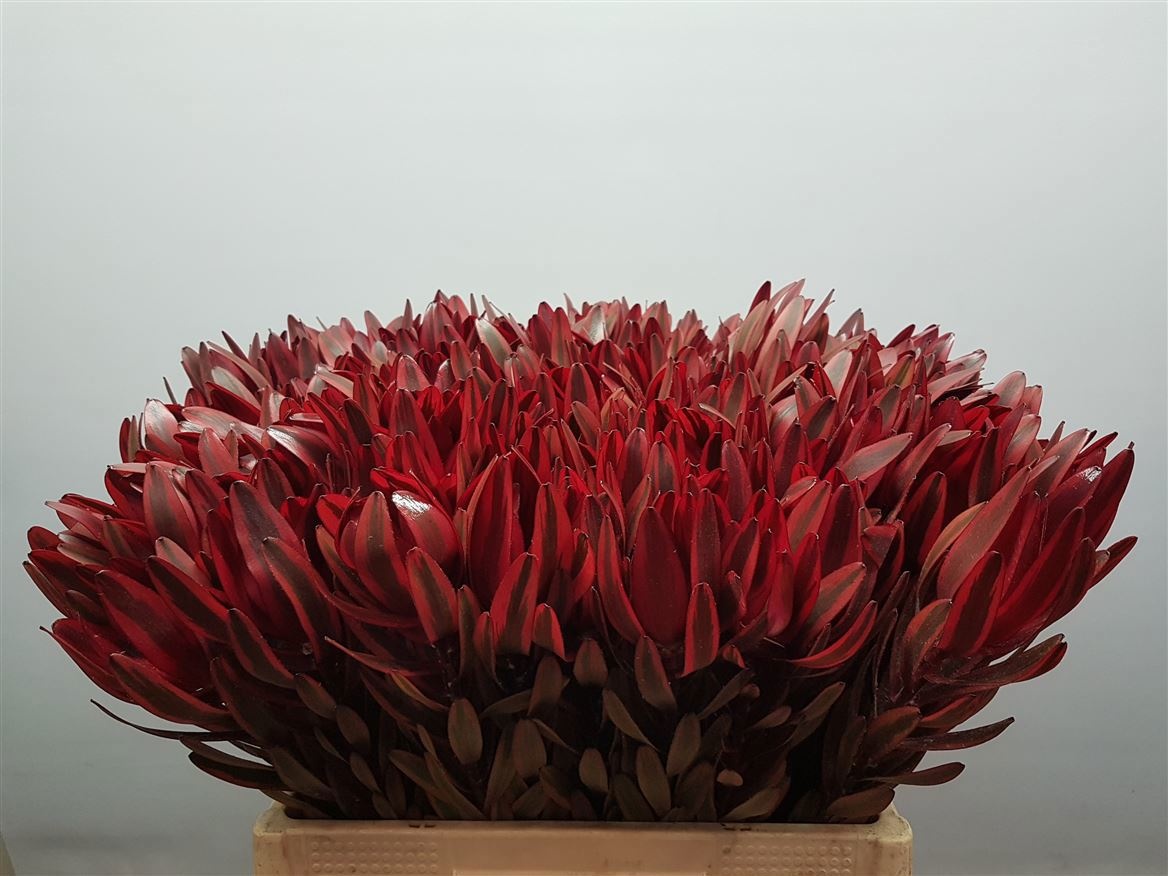 Леукадендрон Джестер 60, шт.