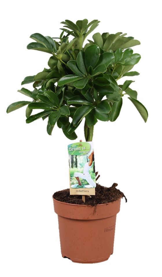 Schefflera Nora - gevlochten stam, D 17