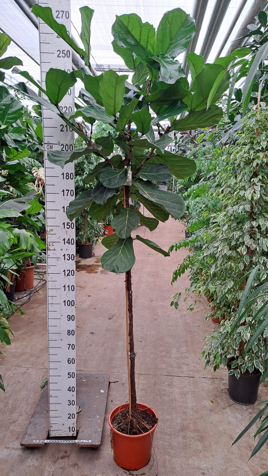 Ficus Lyrata stam 250, D 30