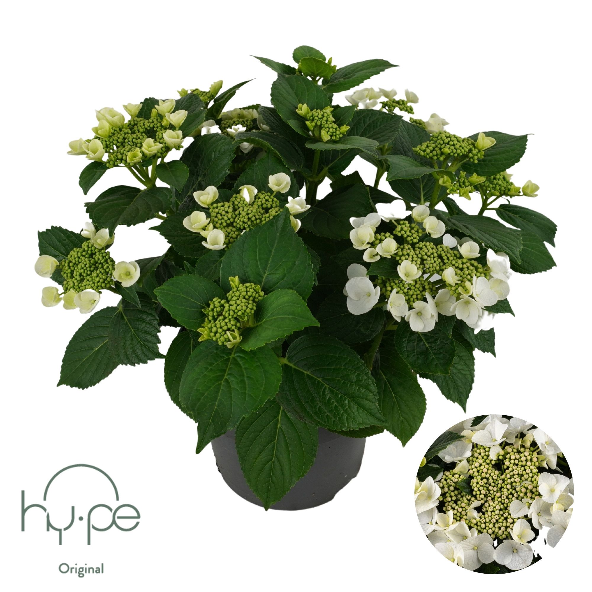 Hydrangea Lacecap White 10+ | Hy-pe Original, D 23