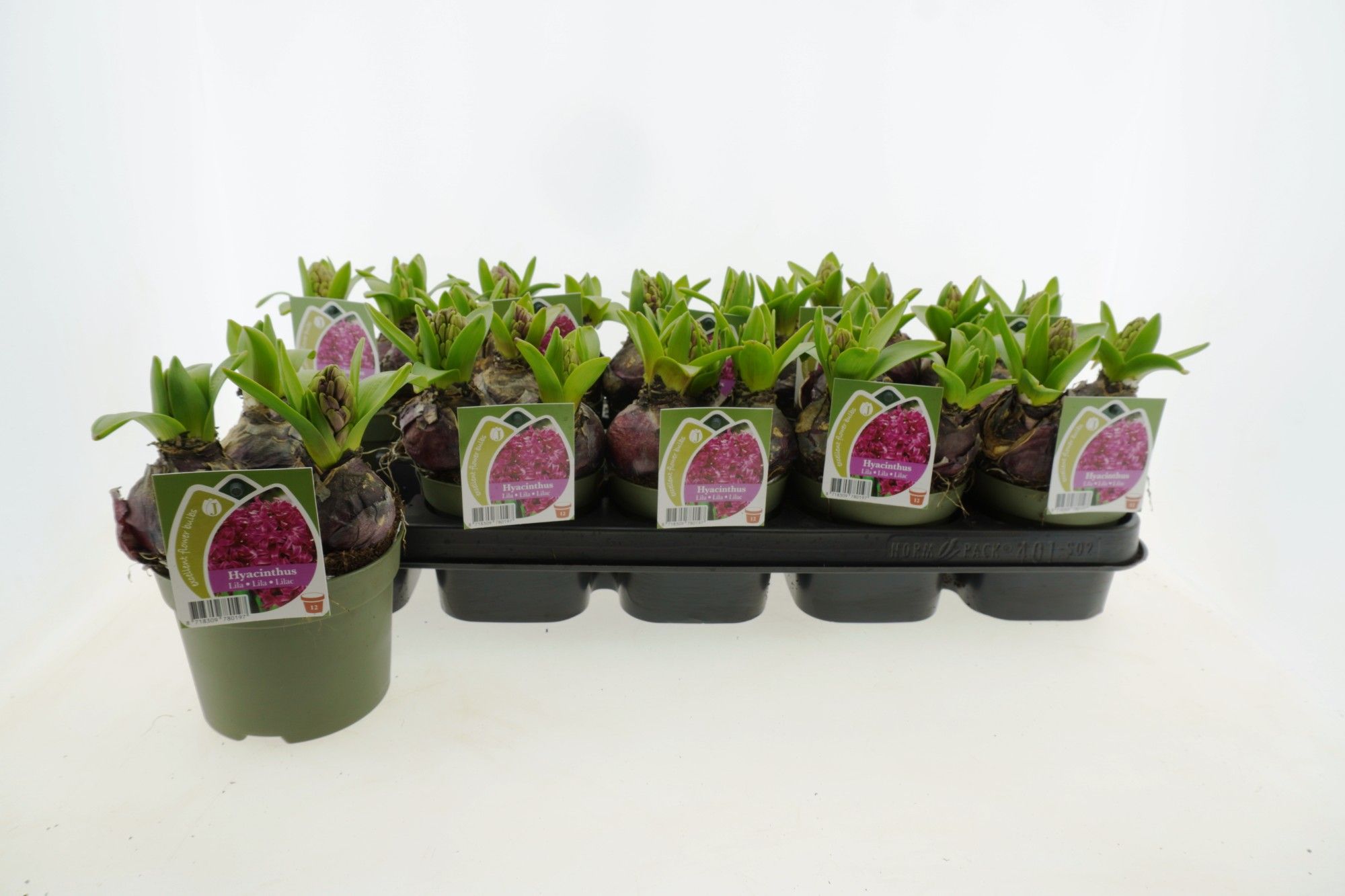 Hyacint Lila 12 cm, D 12