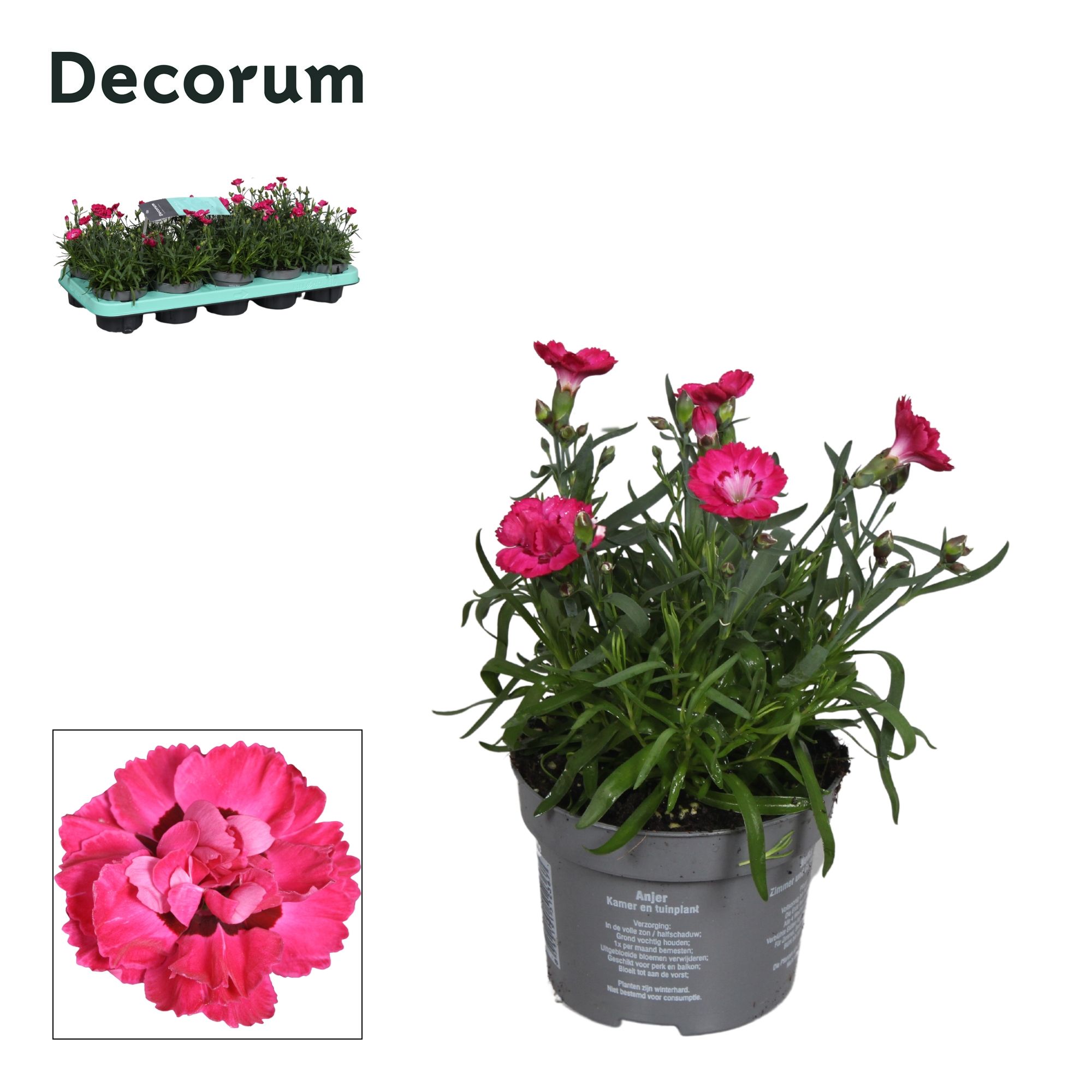 Dianthus - 10,5 cm - EARLY LOVE (Pink) - Decorum, D 10,5