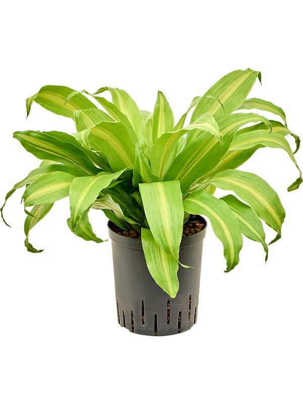 Dracaena deremensis 'Bronze', D 18