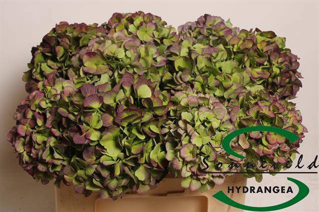 Гортензия Верена Блю Классик 50, шт.