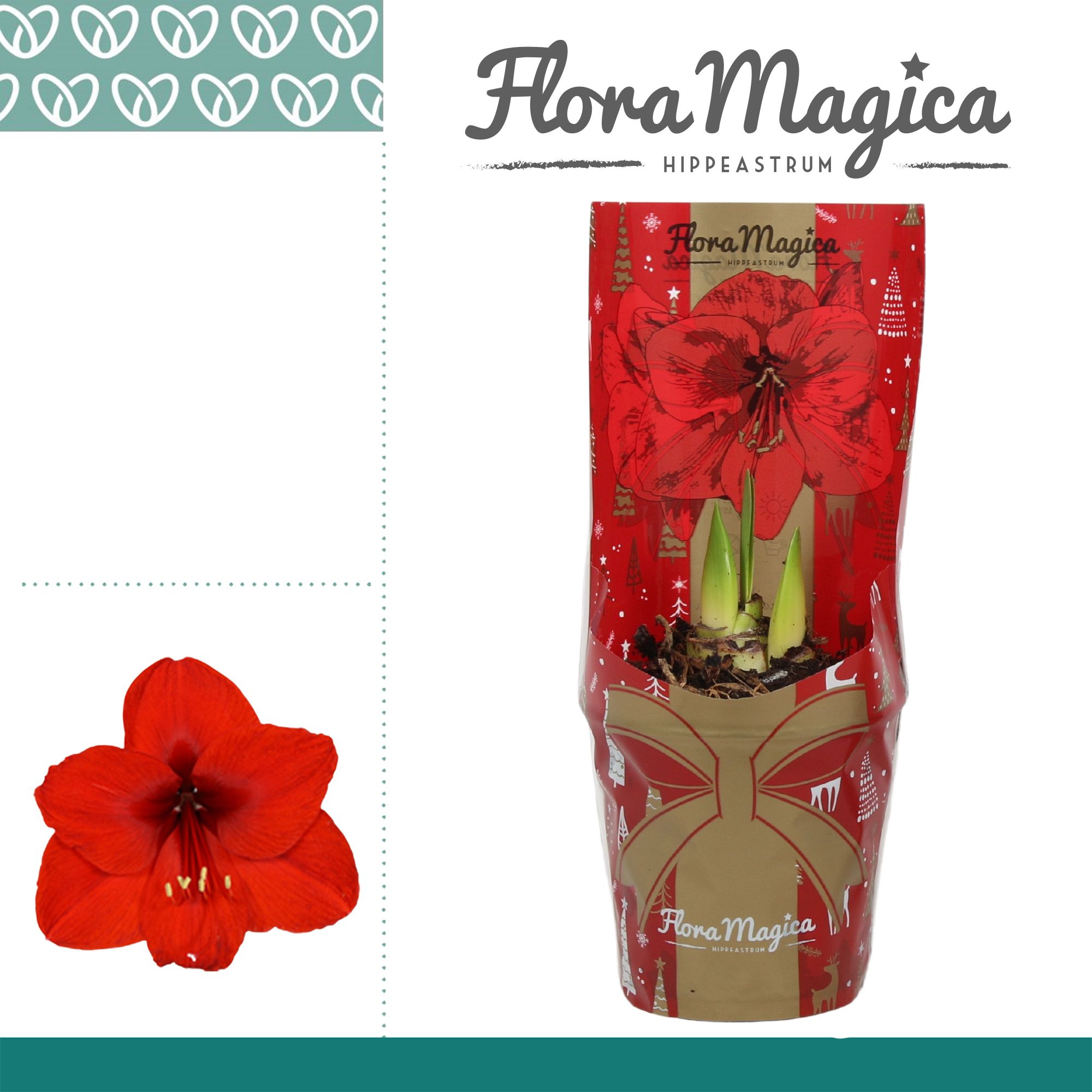Amaryllis Rood 2 Knop in FM Kersthoes, D 12 cm