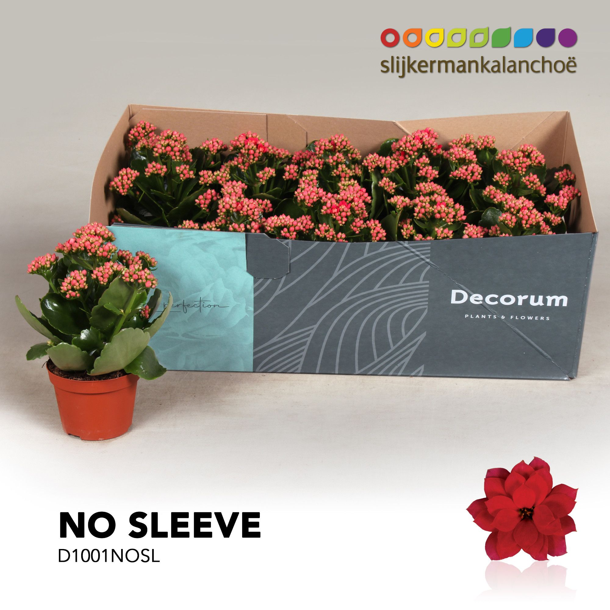Kalanchoe No Sleeve - Serenity Light Red, D 10,5