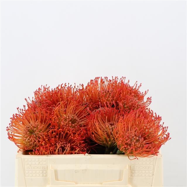 Нутанс Саксешн 30 (красн.), шт.