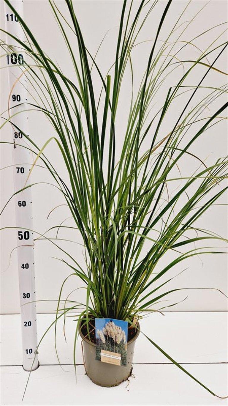 Cortaderia selloana, D 21 cm