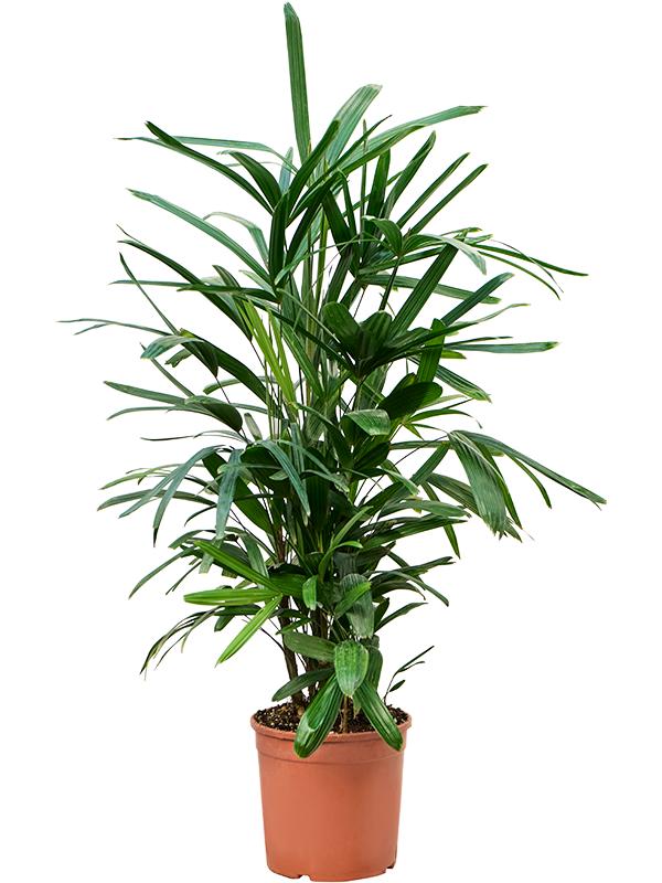 Rhapis excelsa, D 24