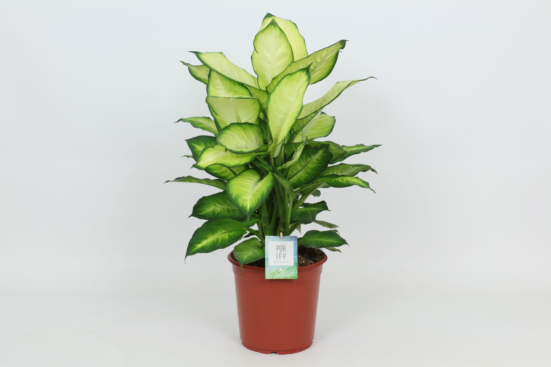Purify Dieffenbachia Summer Style 24 cm, D 24