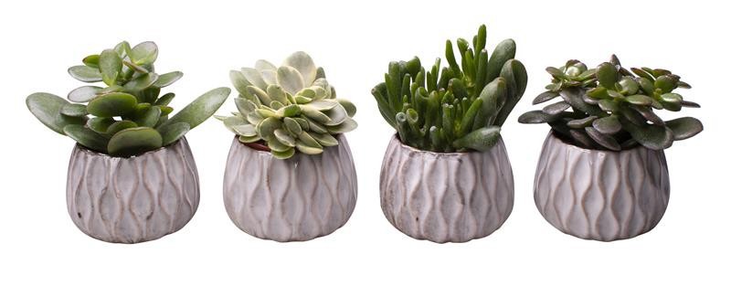 CRASSULA MIX L 65425, D 6 cm CRASSULA MIX L 65425, D 6 cm