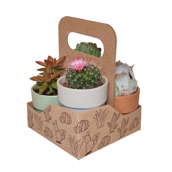 MIX CACTUS/SUCCULENTS ON 'LIMA' CERAMIC POT Ø 6 IN 4 COLORS IN CARDBOARD DISPLAY BOX 12X12XH18 CM-4 PCS, D 6