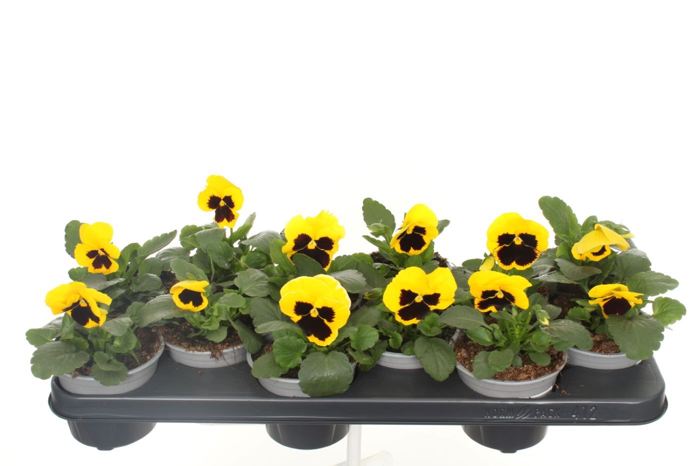 Viola witt.Delta Yellow with Blotch, D 11 cm