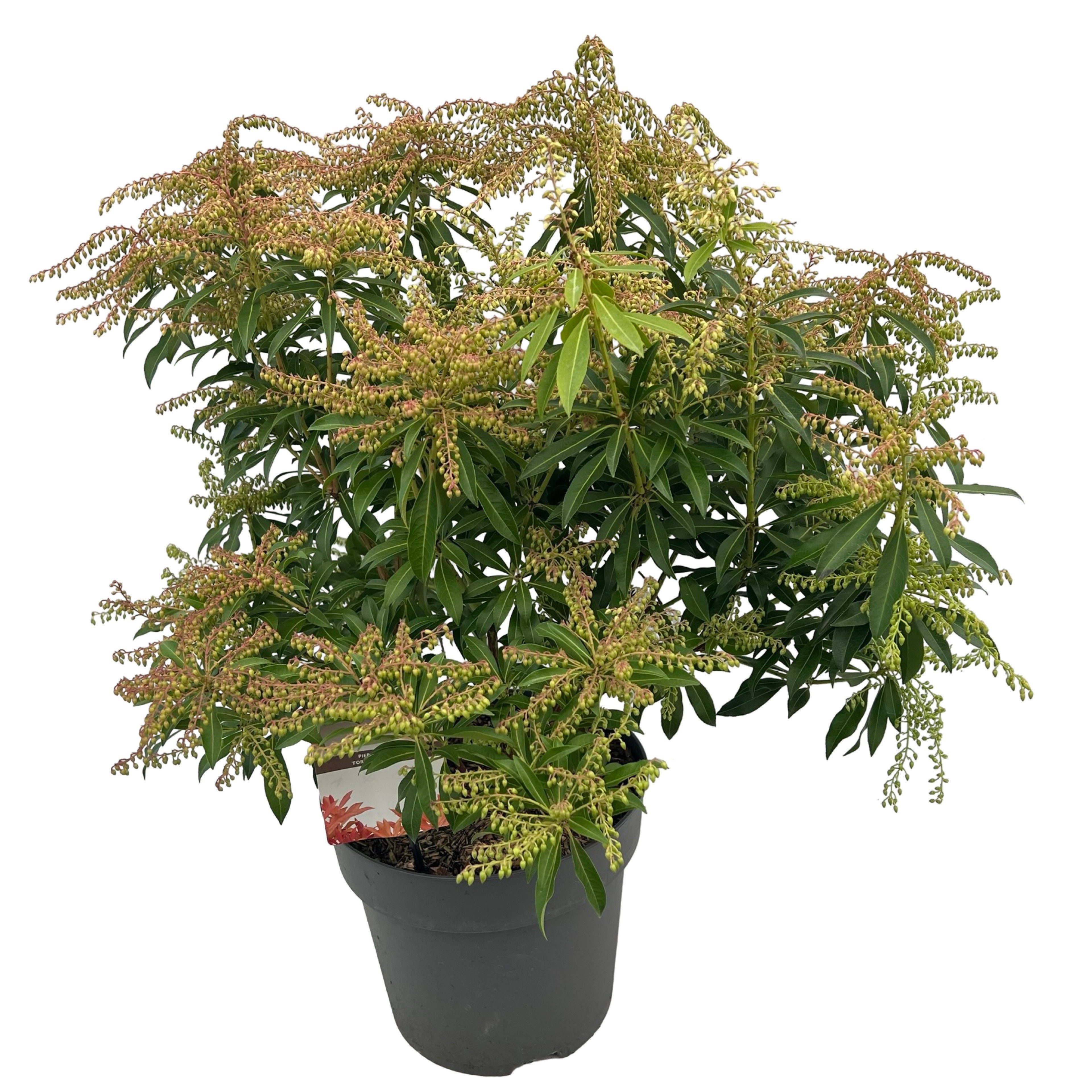 Pieris jap. 'Flaming Silver' sense, D 27