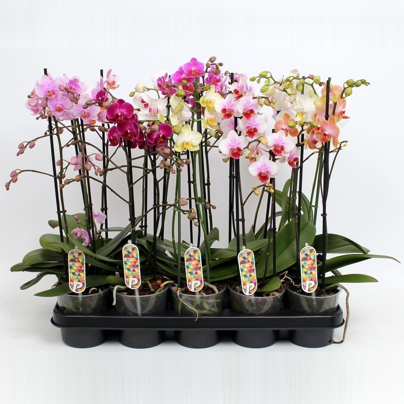 Phal. Multiflora 2-tak mix "Extreme Colour" 30+ 10 soorten, D 12 cm