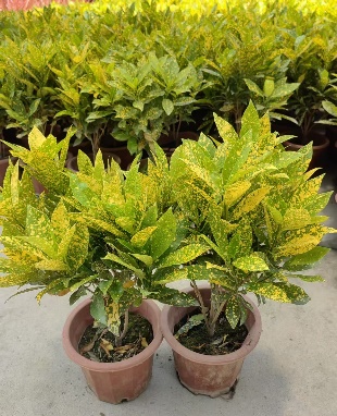 Фикус Голден Баньян 25 50