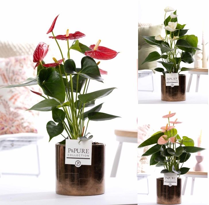 Anthurium mix in P&PURE Juliette gold bronze, D 12