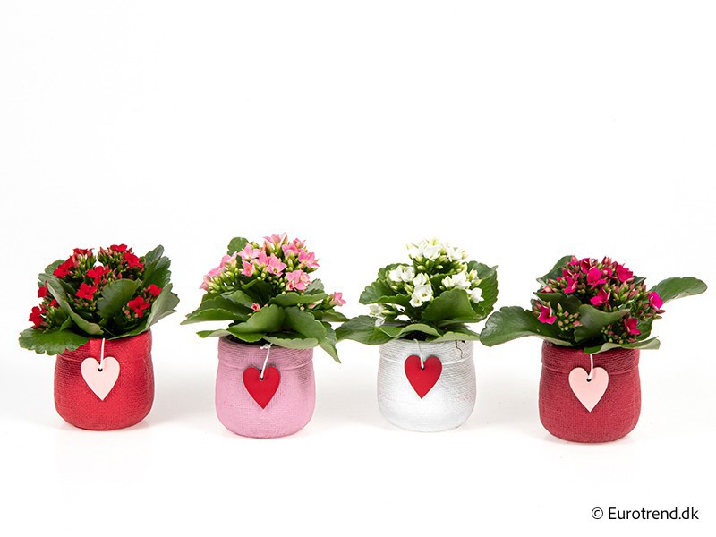 VALENTIJN CERAMIC 2026 KALANCHOE E 3801, D 6