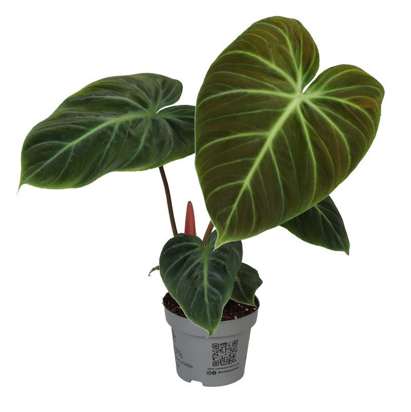 PHILODENDRON-HYBRID 'EL CHOCO RED', D 12 cm