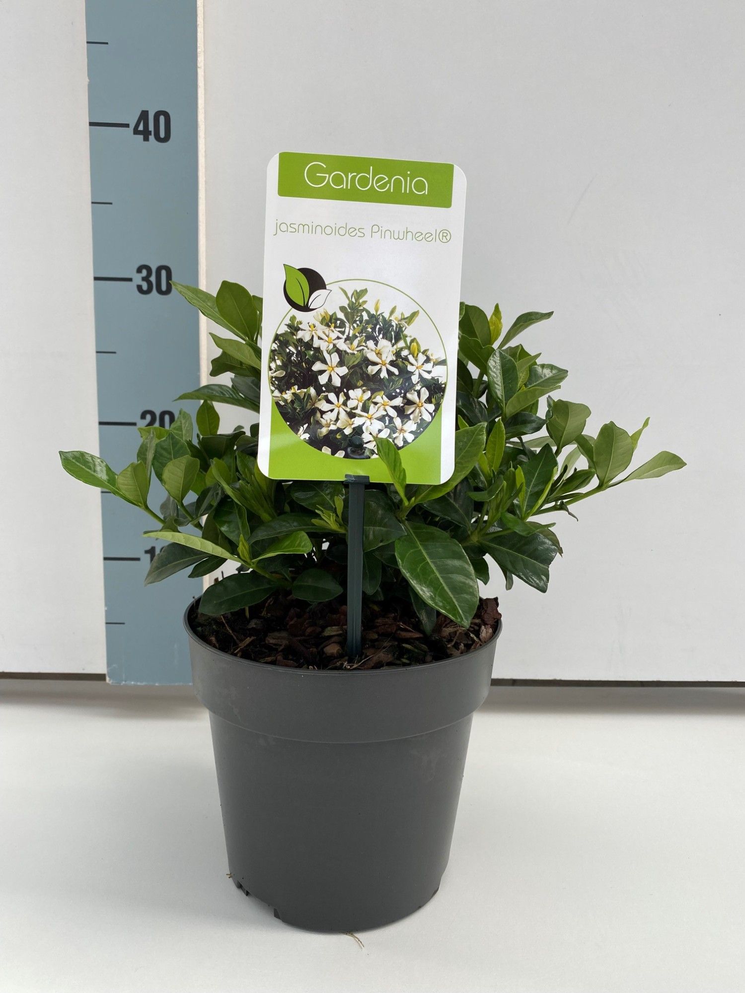 Gardenia jasminoides 'Pinwheel', D 17