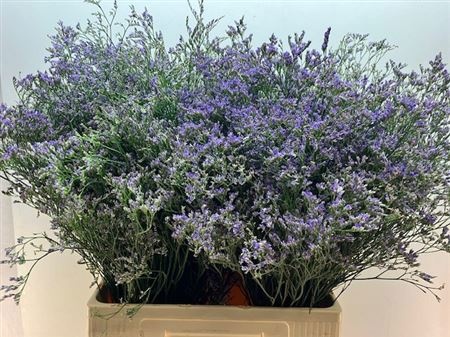 Лимониум Мейн Блю 70, шт.