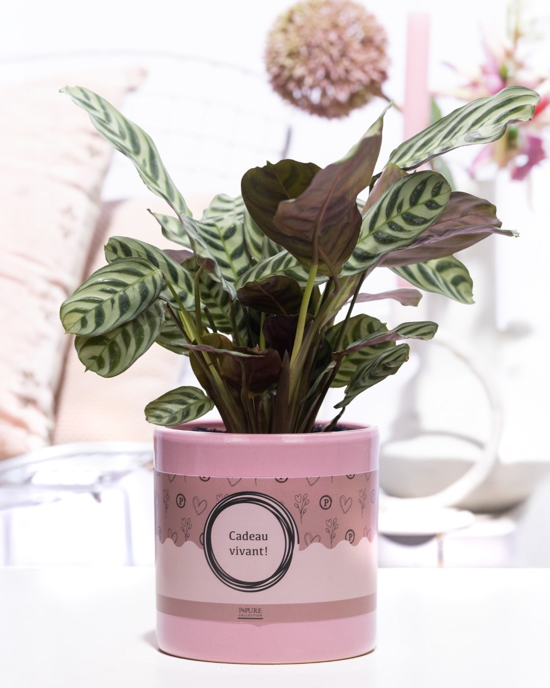 Ctenanthe Burle Marxii in P&P cadeau concept: CADEAU VIVANT!, D 12