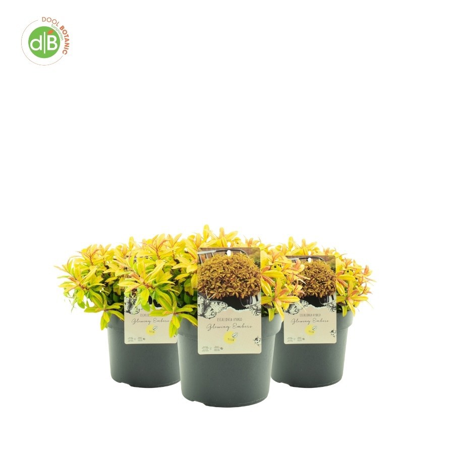 Escallonia 'Gold Ellen' pbr, D 19