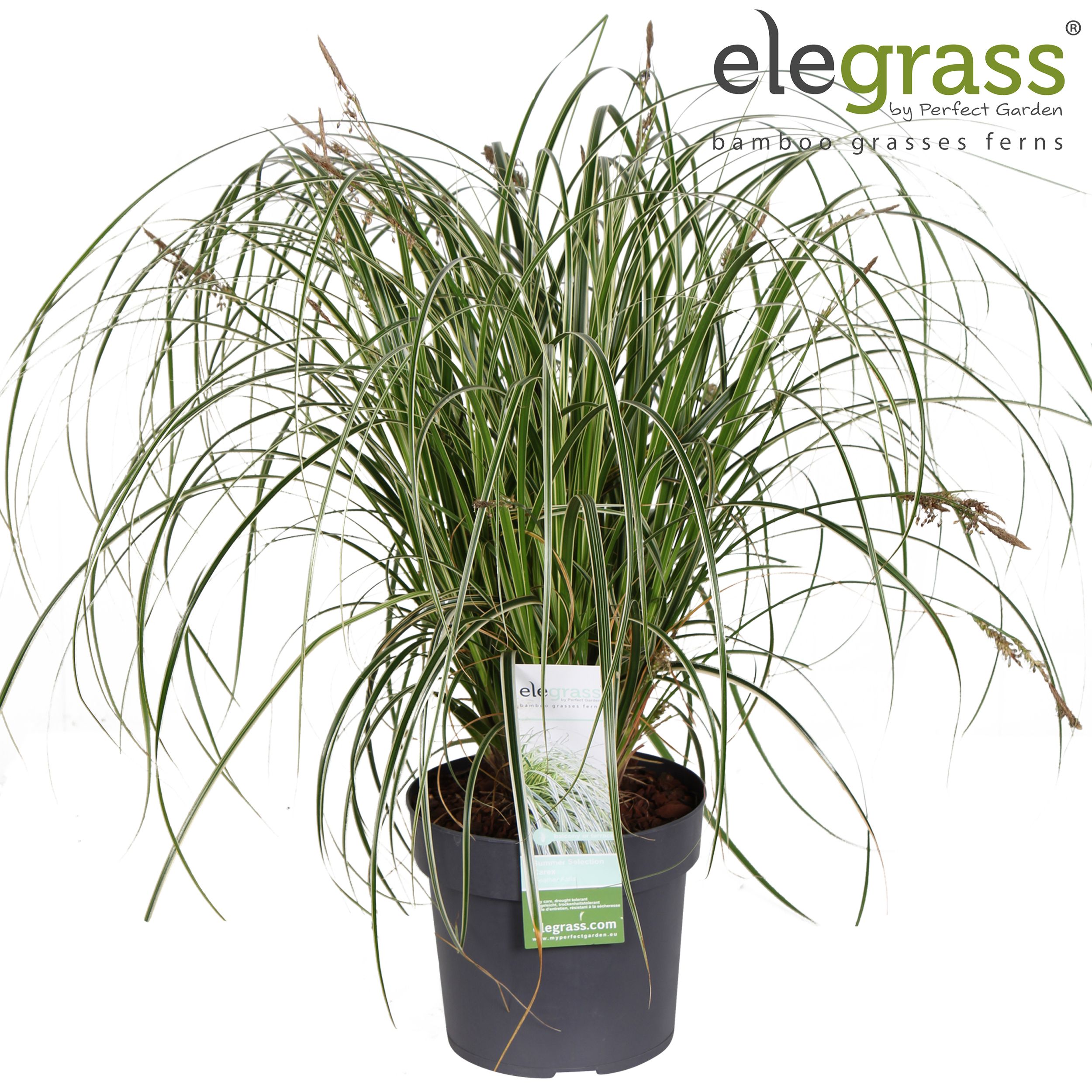 Carex 'Feather Falls' P19, D 19