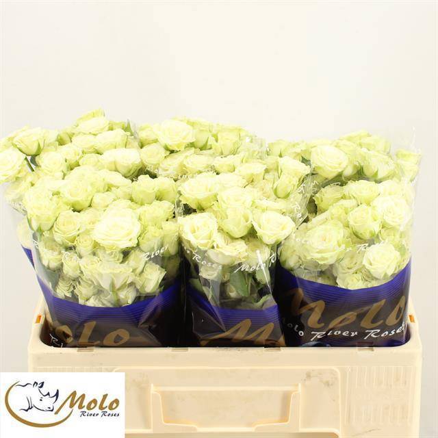 Роза куст. Грин Глоу 50, шт.