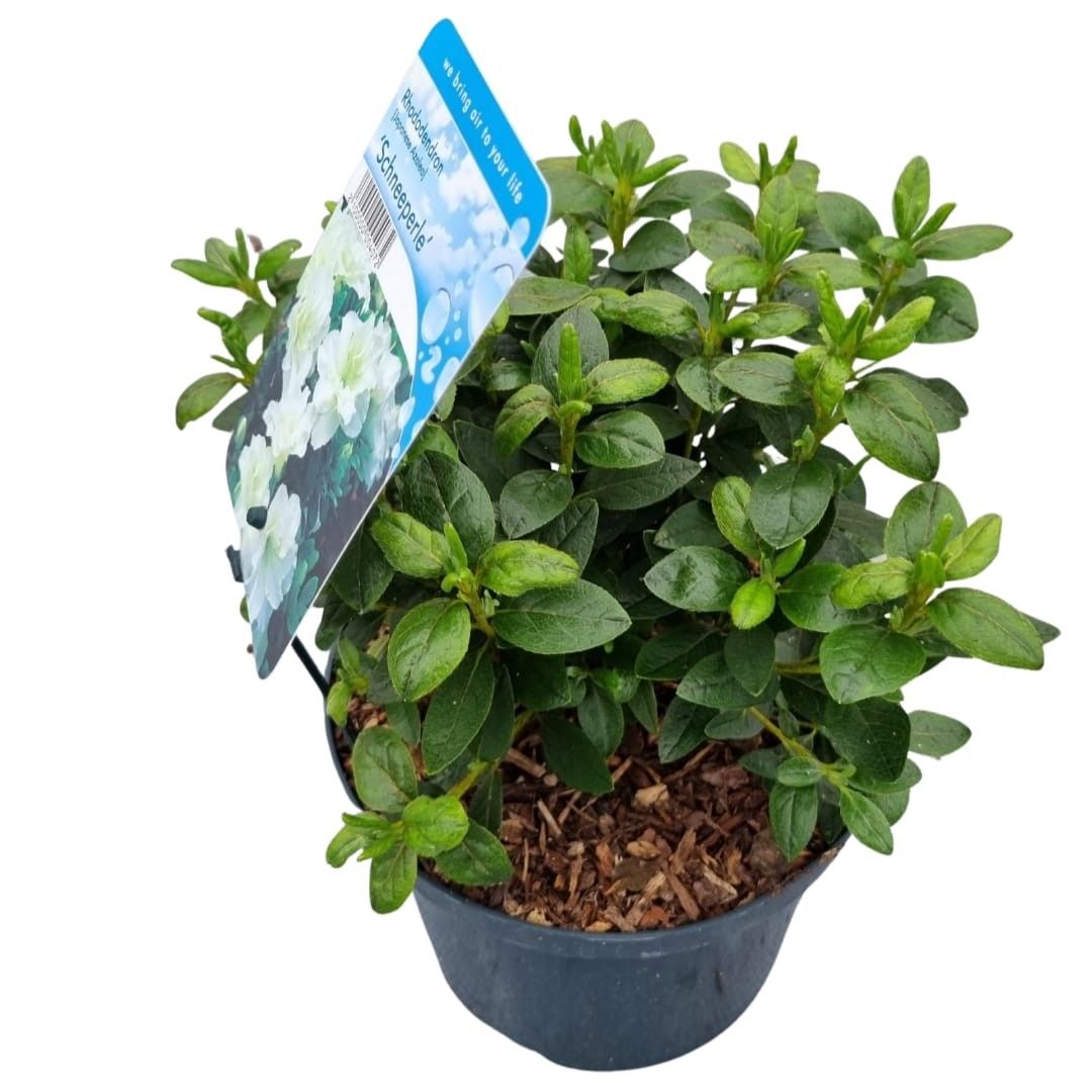 Rhododendron (AJ) 'Schneeperle', D 18