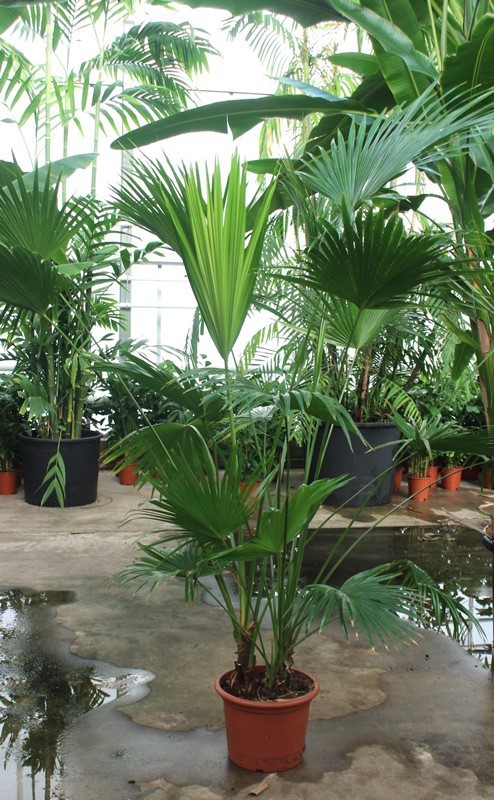 Livistona chinensis, D 40 cm
