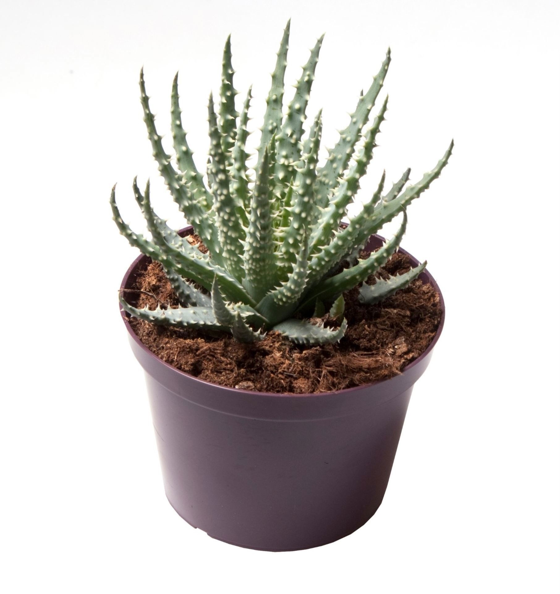 Aloe Humlies 6 cm, D 9