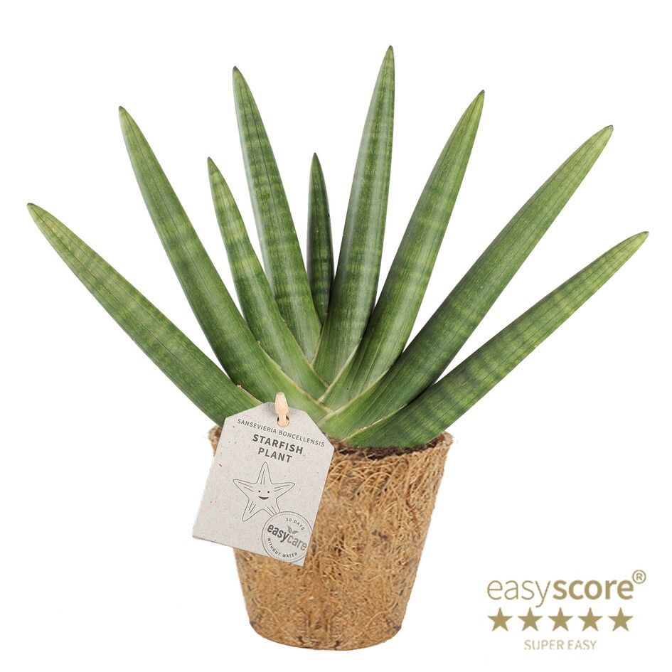 Sansevieria Boncellensis - COCOZ, D 14