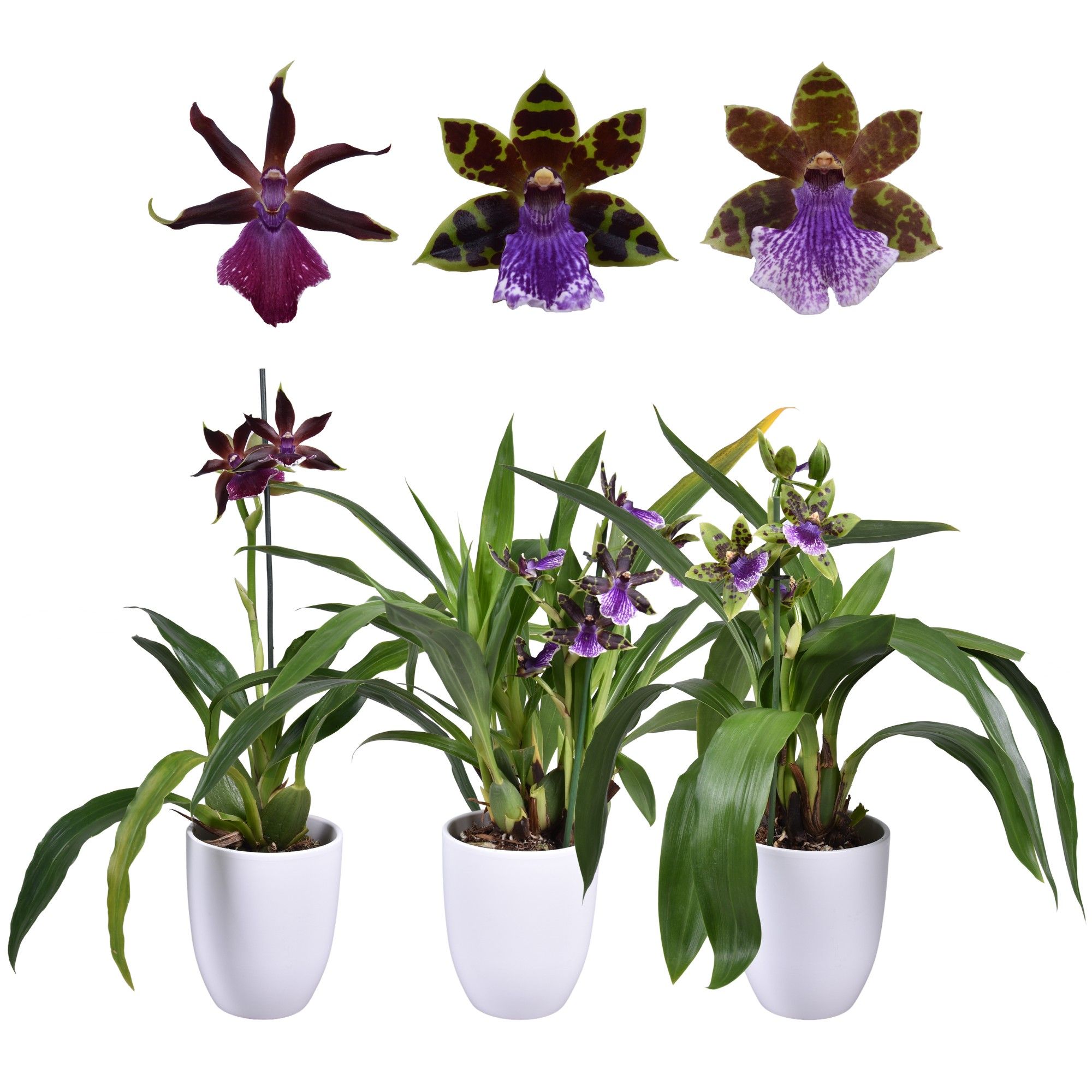 Zygopetalum 1 tak 5+ knop 12 cm met wit keramiek, D 14 cm