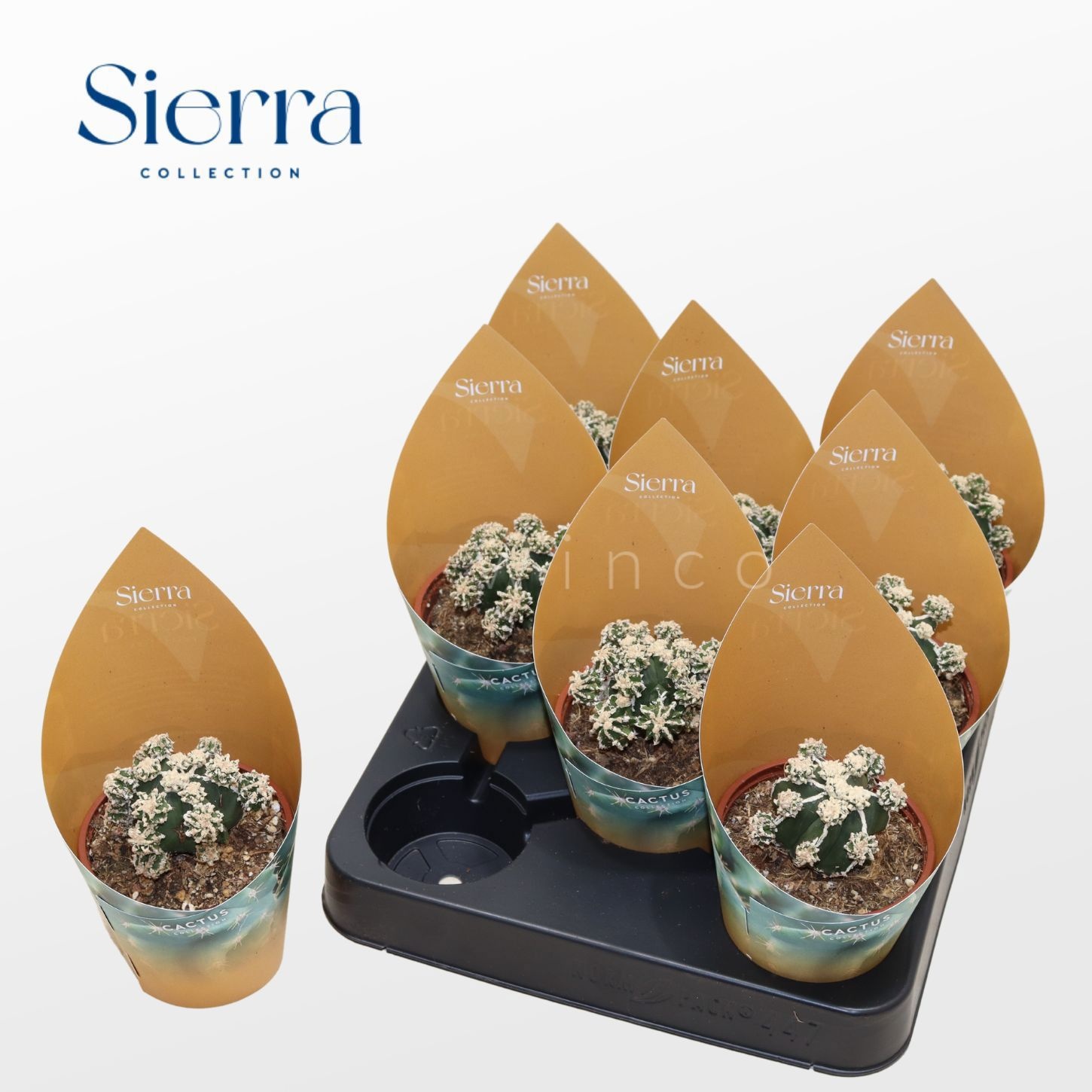 Astrophytum Fukuryu Hakujo (Sierra), D 8,5