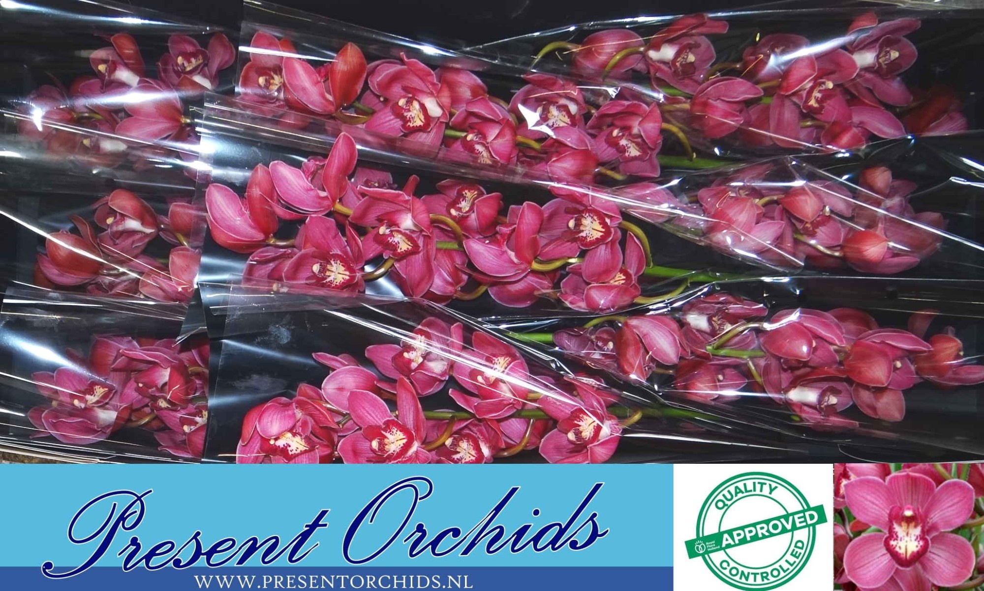 Цимбидиум Рэд Дрим 60 (красн.) x9, шт.