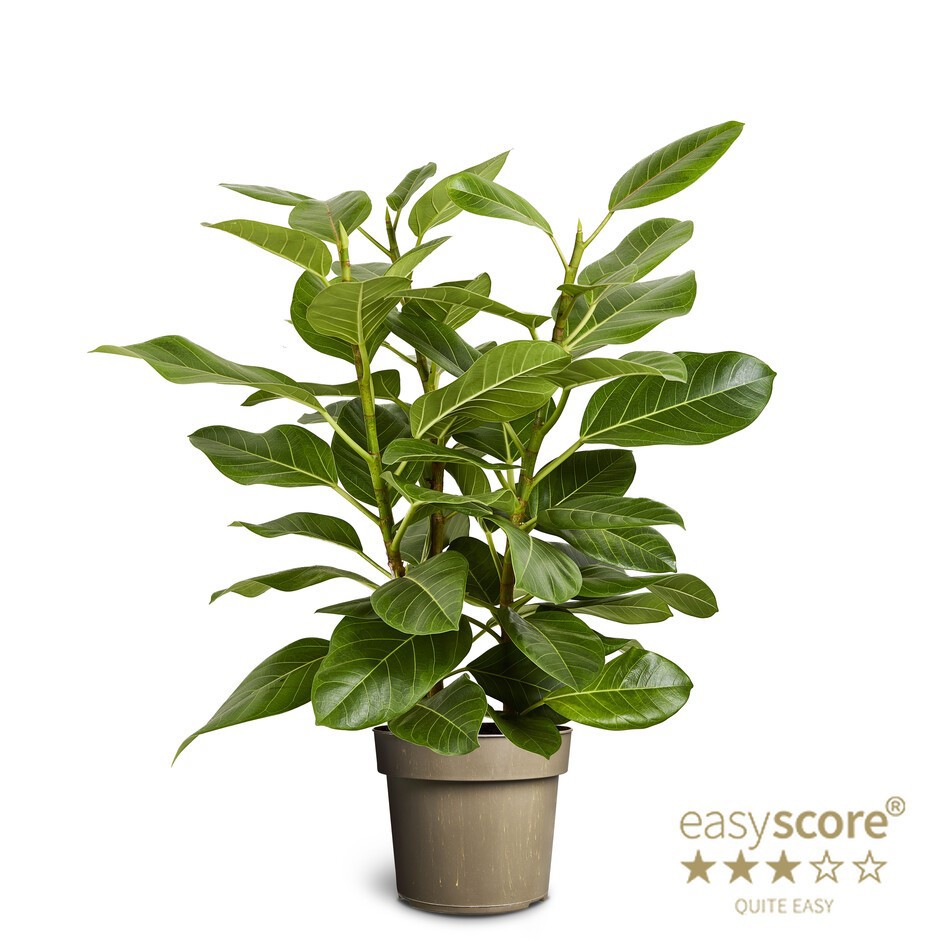 Ficus elastica altissima, D 24