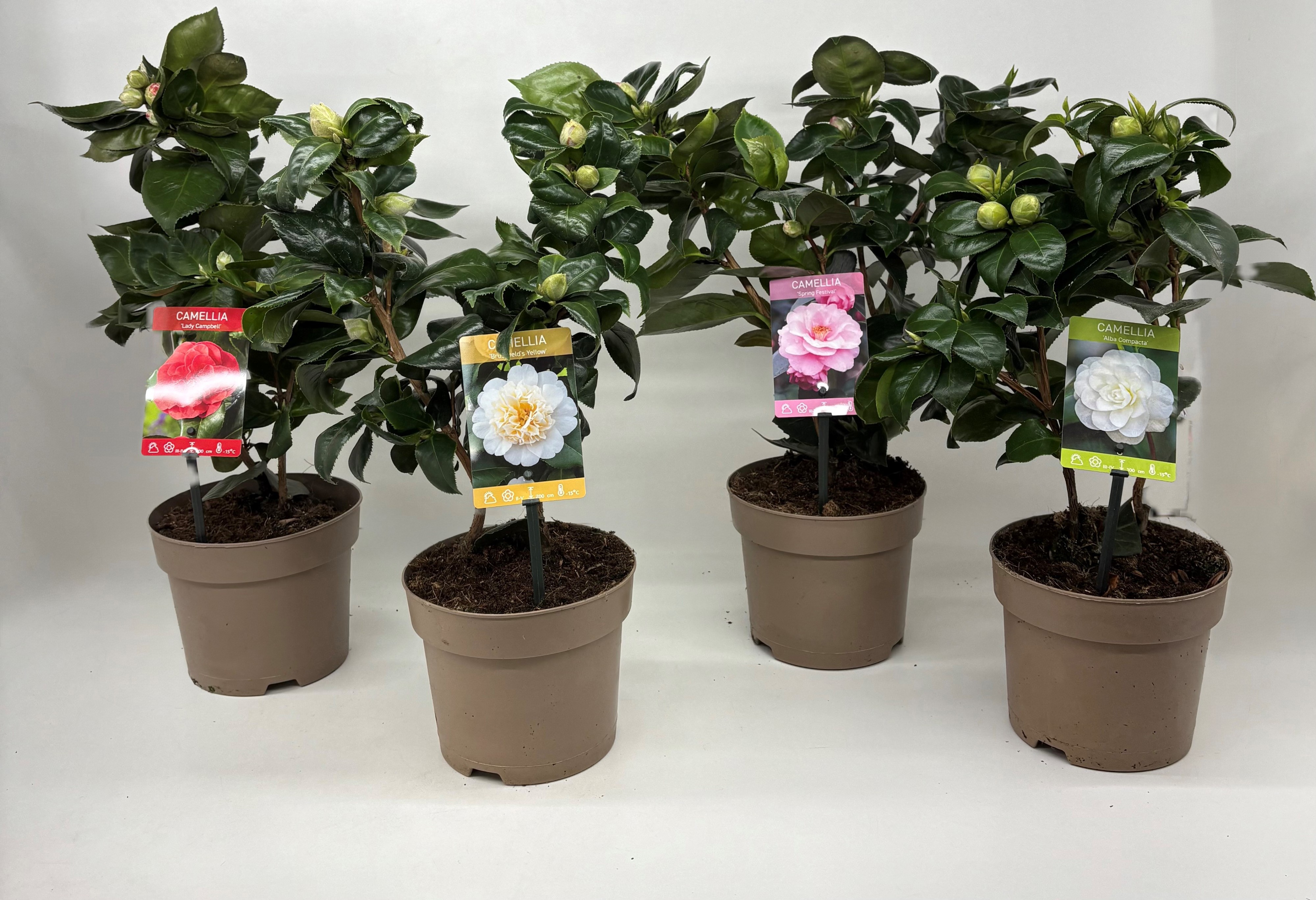 Camellia Japonica mix 15 cm, D 15