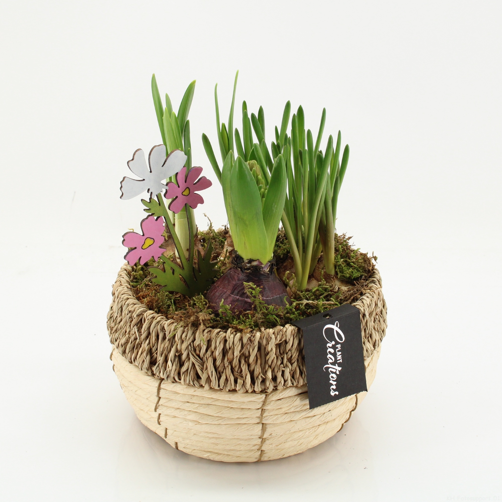 BLCR-2623 Bulbs creations, D 18