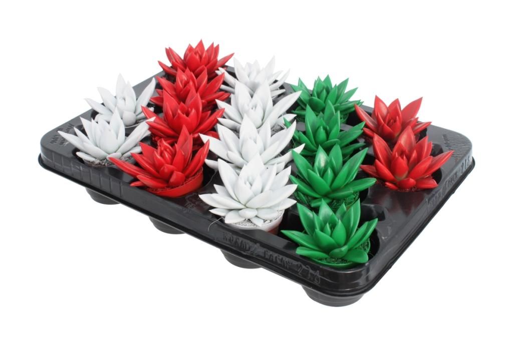 Miranda coloured traditional Xmas mix, D 6