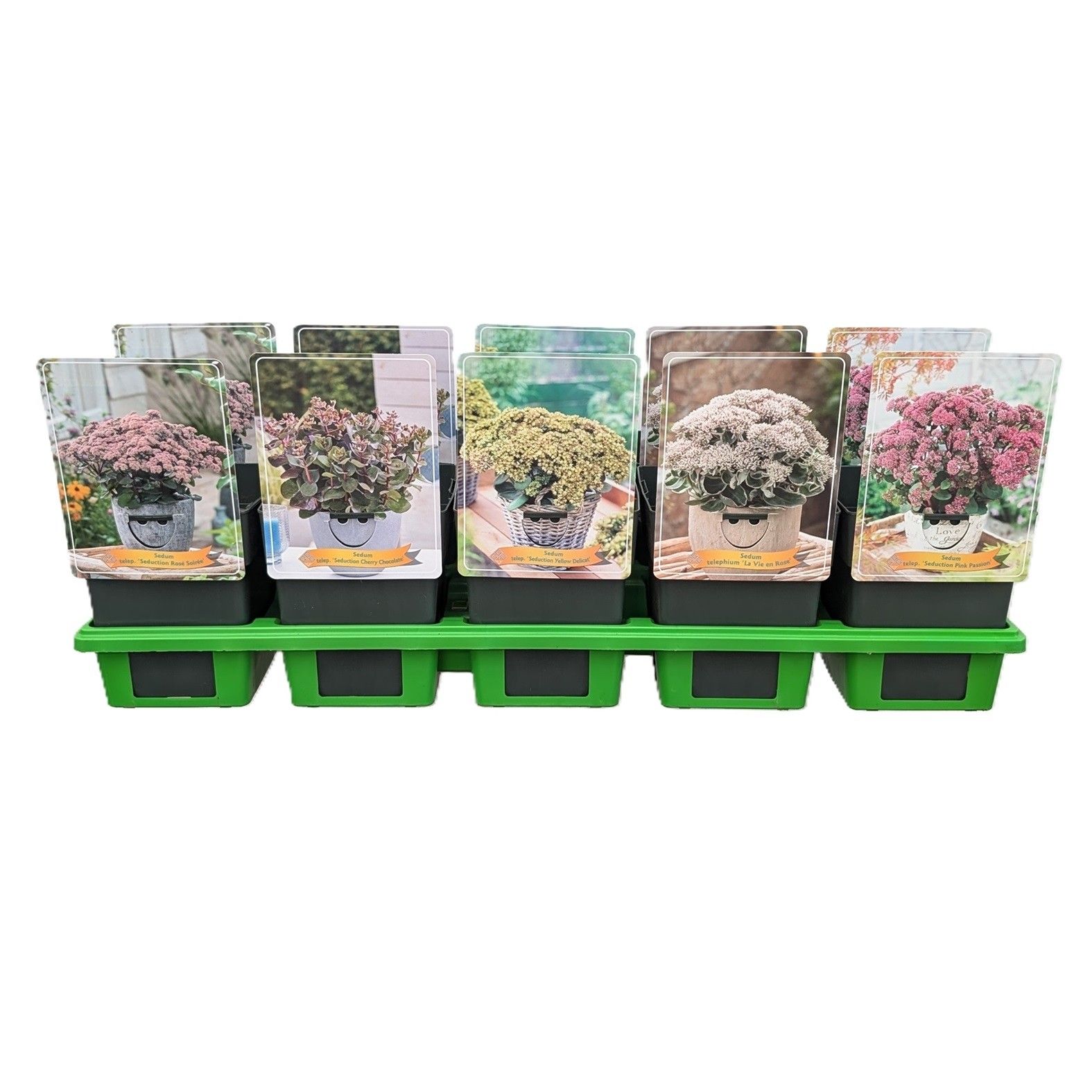 Sedum mix 6x10 srt. per laag P11, D 11 cm Sedum mix 6x10 srt. per laag P11, D 11 cm