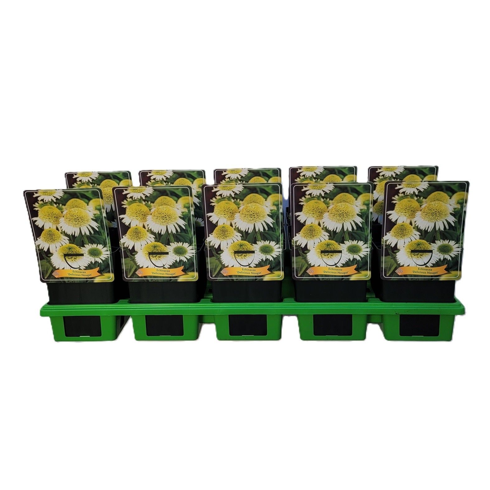 Echinacea 'Delicious Nougat' P11, D 11