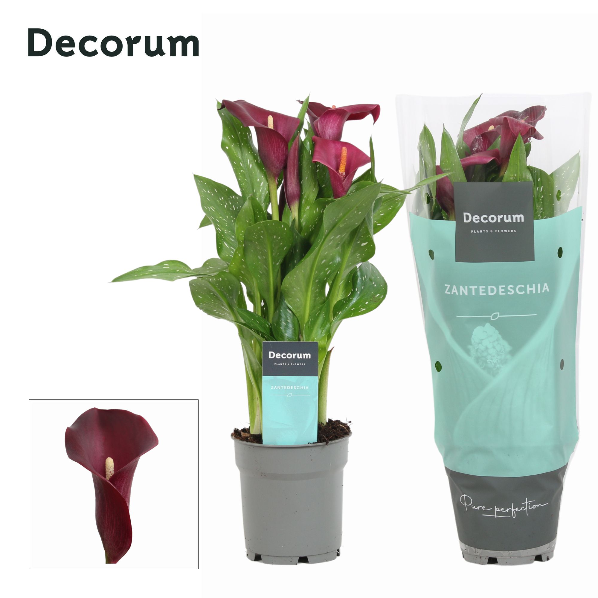Zantedeschia (Calla) Bordeaux Rood (Decorum), D 12
