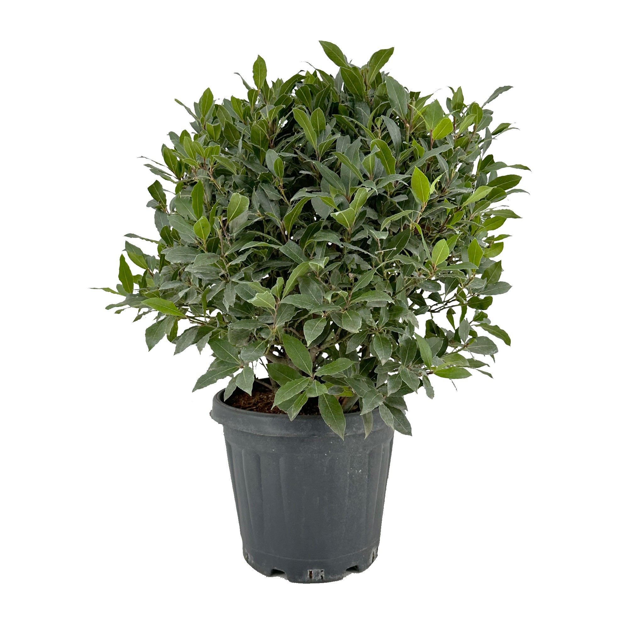 Laurus nobilis Bol zonder stam, D 30