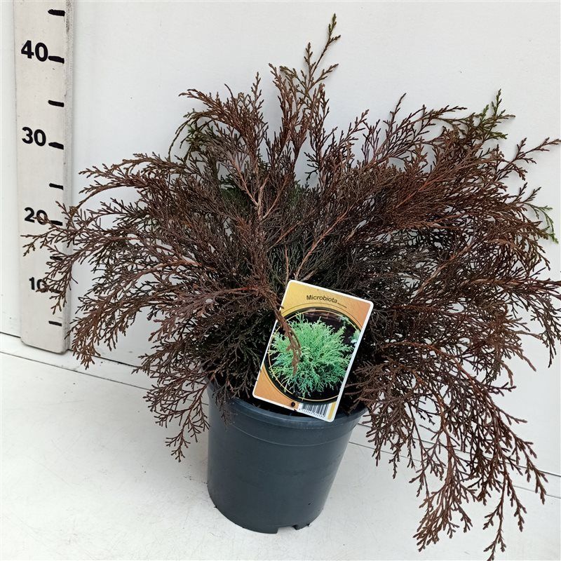 Microbiota decussata, D 19