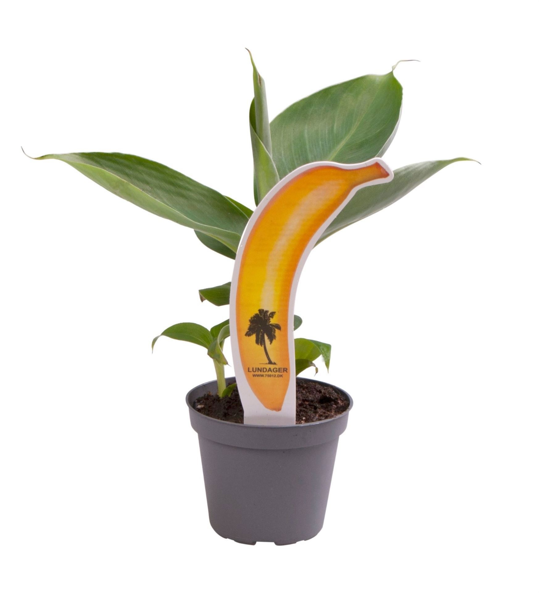 Musa Acuminta with banana label, D 6