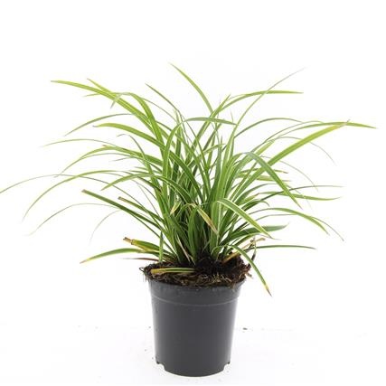 Carex morrowii 'Ice Dance', D 14 cm