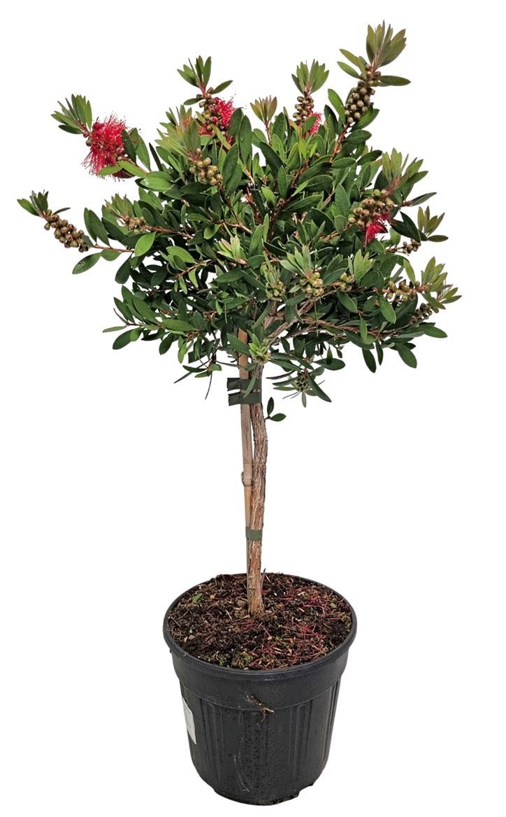 Callistemon Laevis Stem - 1091, D 18