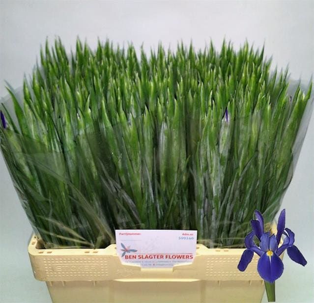 Ирис Блю Мэджик (син.), шт.